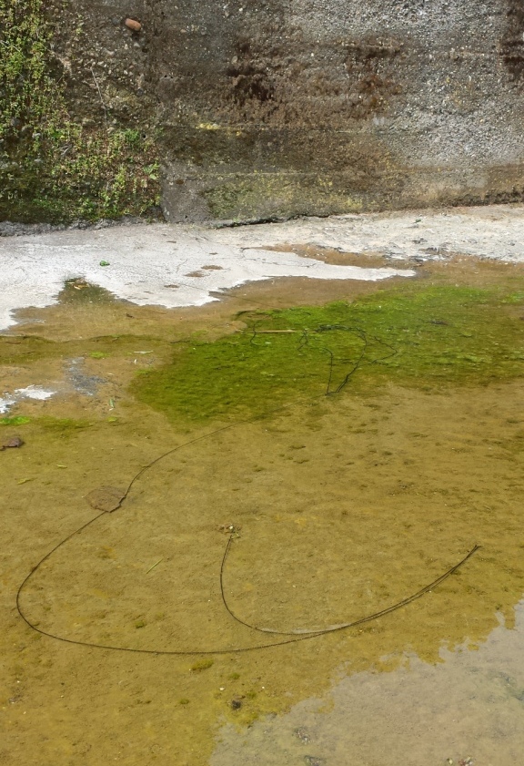 Rio Salivoli (Piombino) - rospi smeraldini in citt!